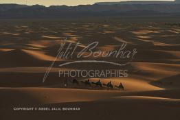 Image du Maroc Professionnelle de  Des touristes  à dos de chameaux se dirigent vers une grande dune pour contempler la beauté du lever du soleil sur les dunes de sable du Sahara à Merzouga dans la région de Drâa-Tafilalet au Sud Est du Maroc, le long de ce que l'on appelle la route des mille kasbahs, Dimanche 5 mars 2017. De nombreux touristes visitent les dunes de Merzouga à l’aube pour contempler la beauté du lever du soleil sur les dunes de sable du Sahara. (Photo / Abdeljalil Bounhar) 